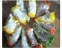 彩椒山药的做法图解8