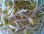 炝土豆丝绿豆芽的做法图解5