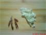 炝莴笋的做法图解11