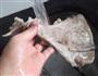 石斛猪骨汤的做法图解5