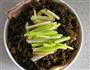 芽菜蒸肉的做法图解5