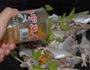 香芹煮鹿仔的做法图解6