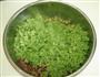 芹菜牛肉水饺的做法图解5