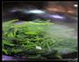 蒜炒南瓜苗的做法图解3