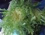 凉拌苦菊的做法图解1