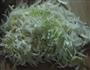 凉拌素鸡白菜芯的做法图解2
