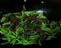 香芹炒牛肉的做法图解7