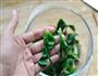 蒜泥菠菜鸡蛋的做法图解4