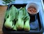 白灼青菜的做法图解1