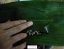 红糖蜜豆粽子的做法图解6