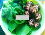 香菇油菜的做法图解1