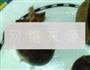 栗子黑黄豆浆的做法图解7