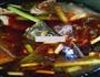 麻辣水煮鱼的做法图解7
