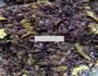 糯米香菇肉烧卖的做法图解4