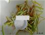 肉丝炒蒜黄的做法图解8