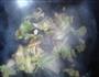 白菜炒木耳的做法图解6