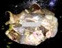 老板鱼炖豆腐的做法图解11