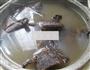 咸肉青黄豆糯米粽的做法图解10
