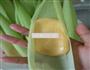 香甜玉米叶饼的做法图解5