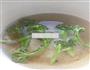 小兔子牛肉蔬菜便当的做法图解10