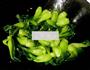 香菇扒菜胆的做法图解11