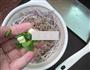 肉未香芋丝的做法图解9