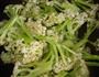 辣炒有机花菜的做法图解2
