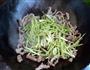 芫爆牛肉丝的做法图解9