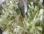 牛心菜炒粉的做法图解5