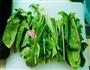 菠菜麻食的做法图解1