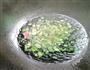 菠菜麻食的做法图解12