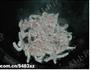 京酱肉丝的做法图解6