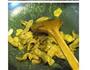 荷兰豆炒肉片的做法图解3