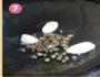 私家飘香麻辣豆豉烤鱼的做法图解19