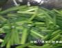 韭菜花划蛋的做法图解5