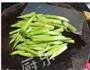 芦笋香煎北极虾的做法图解1