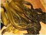 家庭版酸菜鱼的做法图解1