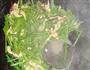 韭苔炒蛤蜊肉的做法图解6