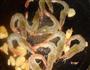 茄汁腰果炒虾仁的做法图解4
