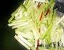 腊肉炒芹菜的做法图解5