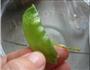 雪豆牛肉丝的做法图解3