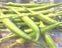秋葵炒肉的做法图解1