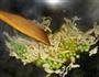 豌豆榨菜炒肉丝的做法图解2
