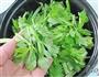 干锅茶树菇香干的做法图解10