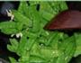 橄榄菜炒荷兰豆的做法图解2