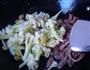 牛柳炒无公害花菜的做法图解4