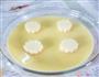 玉子豆腐蒸蛋的做法图解5