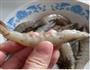 椒盐香辣虾的做法图解1