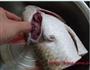 鱼头豆腐汤的做法图解1