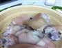 香卤猪蹄的做法图解1